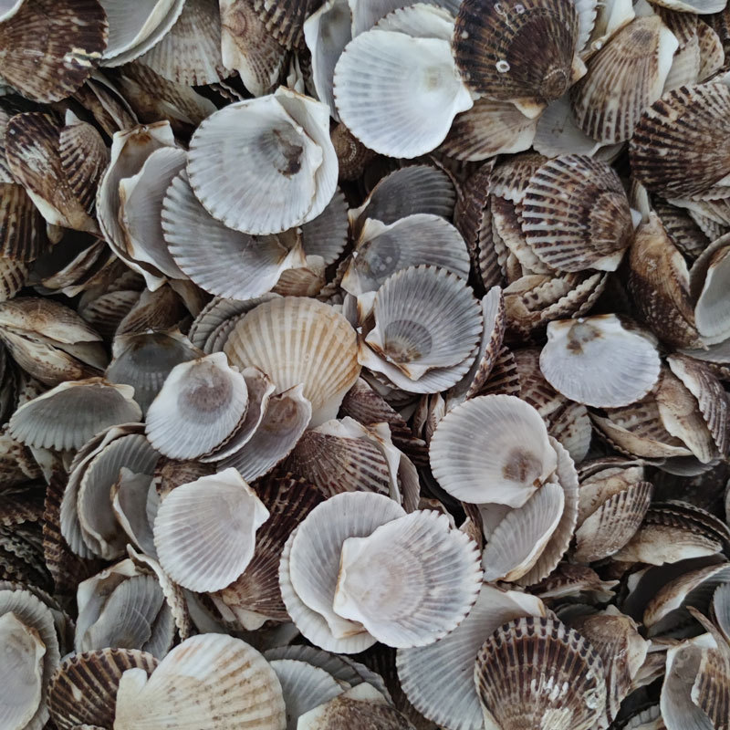 海湾扇贝灰色主图1