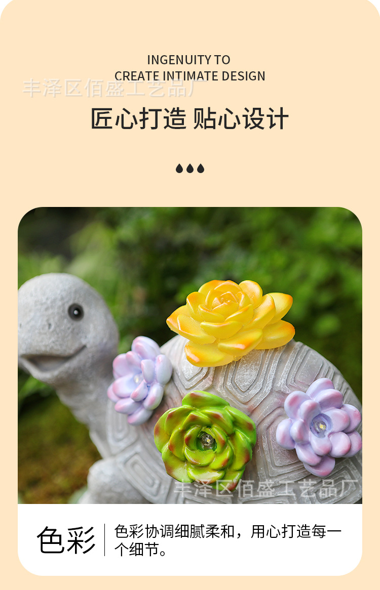 多肉乌龟_08.jpg