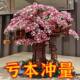 [manufacturer Wholesale] Compatible with Lego Building Blocks for Girls Pink Cherry Blossom Tree House Assembled diy Toy Ornaments High Difficult