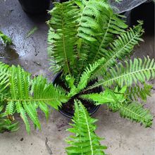 �Iާ�ݱ���ާ�ֲ�ﻨ�R�����B��ާ�Pβާ���@�������^�Gֲ�r��