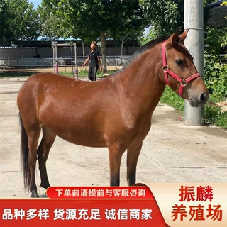 设特兰矮马一匹 哪里卖的骑乘马匹价格便宜 半血马能骑吗