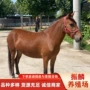 一匹便宜骑乘矮马