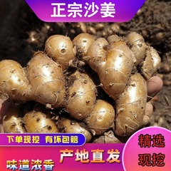 正宗茂名高州产新鲜沙姜/山奈/砂姜 白切鸡椰子鸡猪脚配料包邮