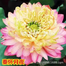 �ɻ�ź�N�����^�p�ɻ���ˮ����ɏ˯ɏ���ܳ���ˮ���N�Ӻɻ����B