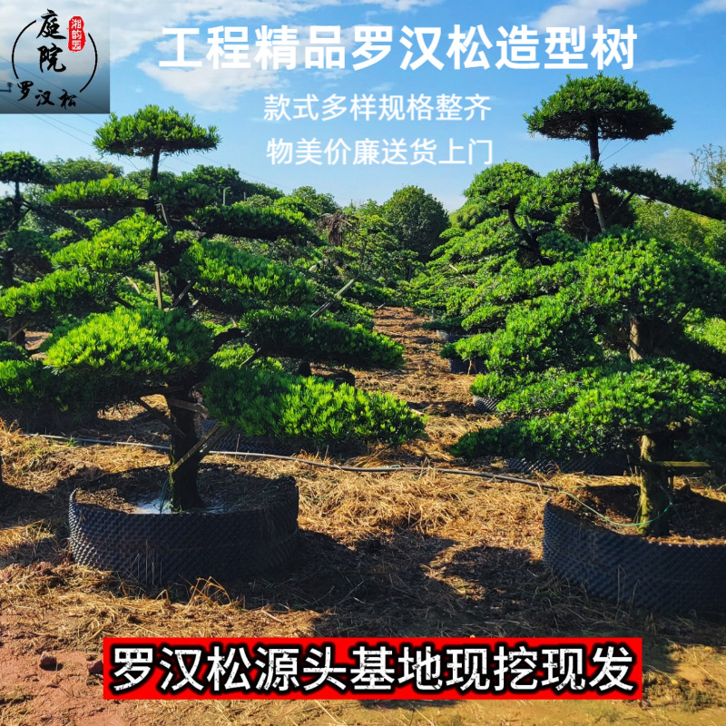 批发罗汉松 湖南造型罗汉松盆景 别墅庭院工程绿化苗木 根系发达