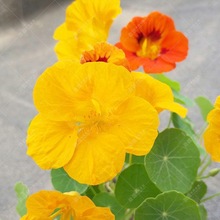 羳؛ɏNӺɻ ɏ̨҃^ֲ