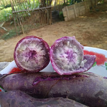 新鲜红薯一点红番薯紫薯冰淇淋现挖农家自种花心板栗薯5斤地瓜厂