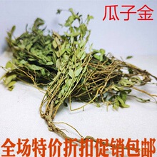 瓜子金包邮野生瓜子金来马回勒马回辰砂 惊风草真货好货