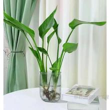 鹤望兰客厅绿植水培植物天堂鸟盆栽室内好养桌面耐阴四季水养花卉