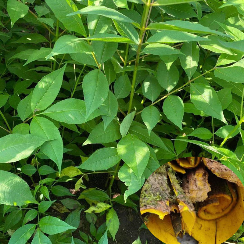 微信图片_20240607195754_副本