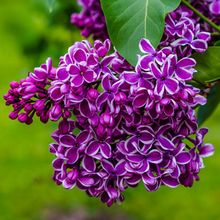 ���㻨��������x����ֲ���ͺ�ͥԺ�ļ�����e�����϶��㻨����