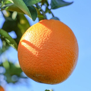 ��������Ě��Դ�^ֱ�l���r����֭�����ЋDС��ե֭ˮ�����]