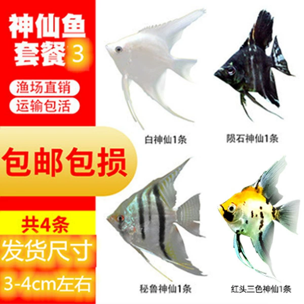 Rice White Fairy Package 3