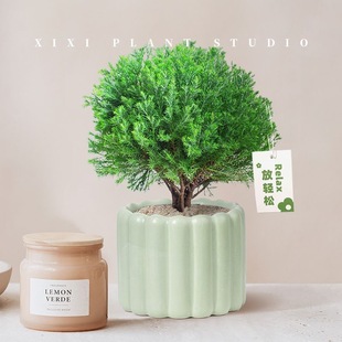 放青松绿植盆栽网红雾松办公室内桌面好养解压小盆景净化空气花卉-阿里巴巴