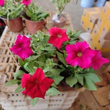 ����ţ�M���������⻨��ͥԺ�ļ��̨�����_�������ױ��Gֲ����