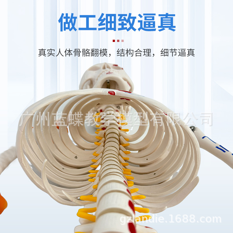 85CM���弡������ṹ�ʹ�ȫ���Ǽ�ģ�Ϳɲ�ж��׵�٤С������