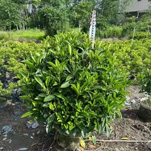非洲茉莉球灰莉球漳州基地直销量大从优庭院绿化