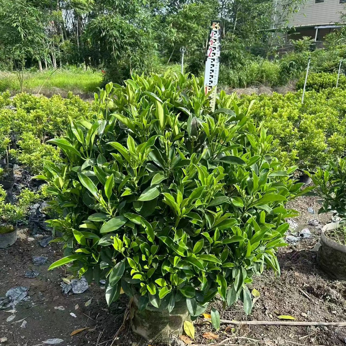 非洲茉莉球灰莉球漳州基地直销量大从优庭院绿化