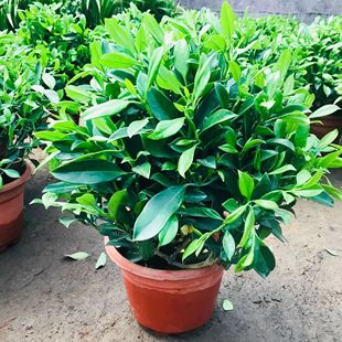 �������l�����������Դ��͘����ļ����Gֲ�ﻨ��ͥԺ�̨�҃���