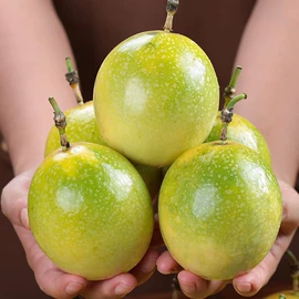 苹果;梨;块茎类