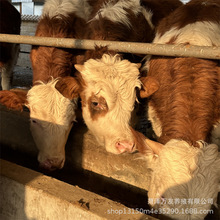 西门塔尔肉牛育肥养殖改良鲁西黄牛牛犊小母犊活体牛犊小母牛价格