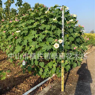 ��ɽ�G��ľܽ�ؾG�������OӋ��·ͥԺֲ���쾰�B�o���^���܈@����