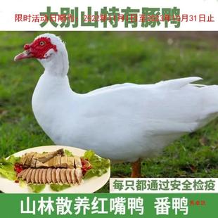 ��eɽ�t�����t�^�������������������������������ɢ�B��