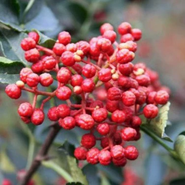 Рассада острых перцев, съедобная, колючая виноградная лоза, перцы Дахунпао, раннеспелые рассады, маленькие рассады, зеленый перец Сычуань, посадка в горшках