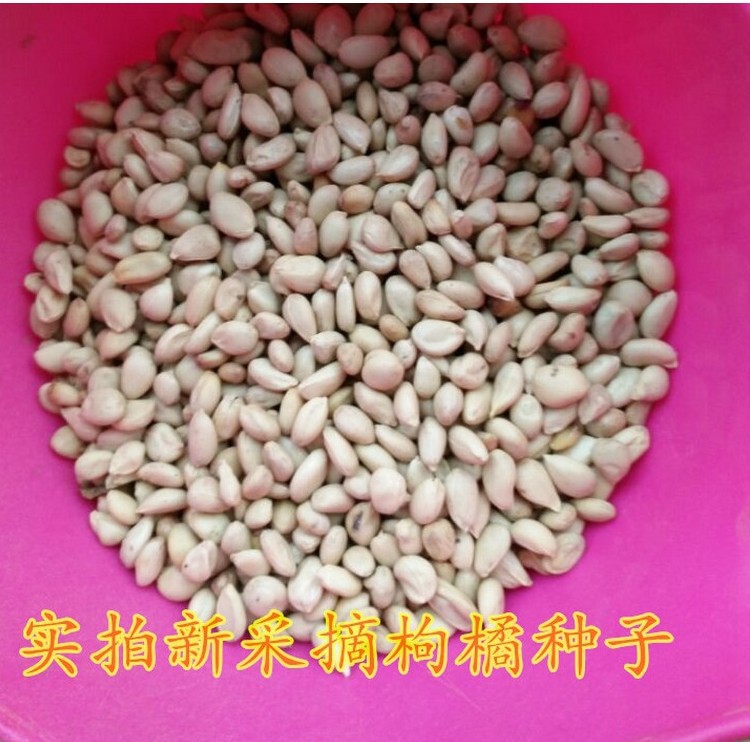 新采枸橘种子枳壳种子枸桔红橘橘子柑橘香橙脐橙籽嫁接砧木树种子-阿里巴巴