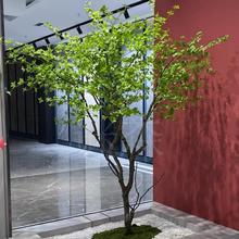 �����ձ����R�䙻���R��ľ���Wins�L�҃����b��ͼ٘��쾰�Gֲ