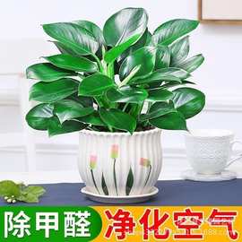 金钻绿公主绿植盆栽水培植物室内客厅好养水养净化空气懒人大叶铂