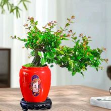 �¿��Ї��t���⻨��ϲ�c���ֶ����մɻ����մɼ������滨��������