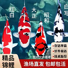 精品锦鲤鱼庭院池养日系锦鲤纯种观赏鱼黄金昭和孔雀血统三色红白