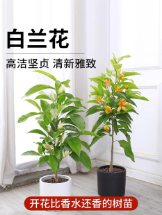 ���m���������m�����绨��ֲ���S���m�S���҃ȶ༾�_���r�������l