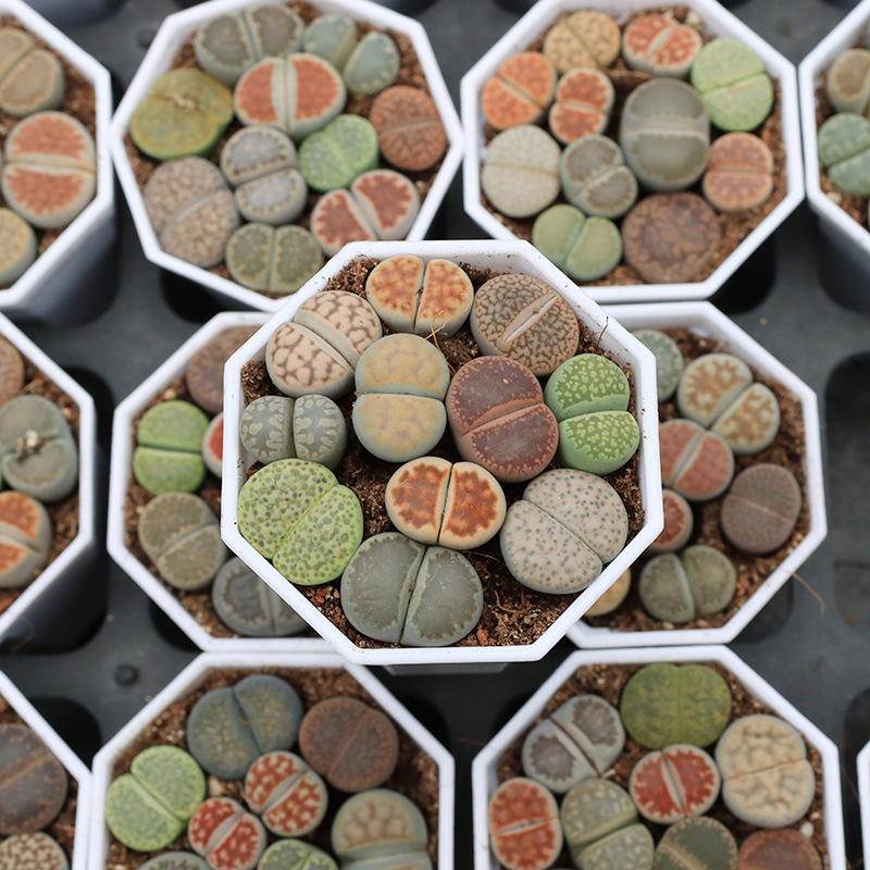 lithops彩色生石花混合盆栽批发带盆发货多肉植物批发基地