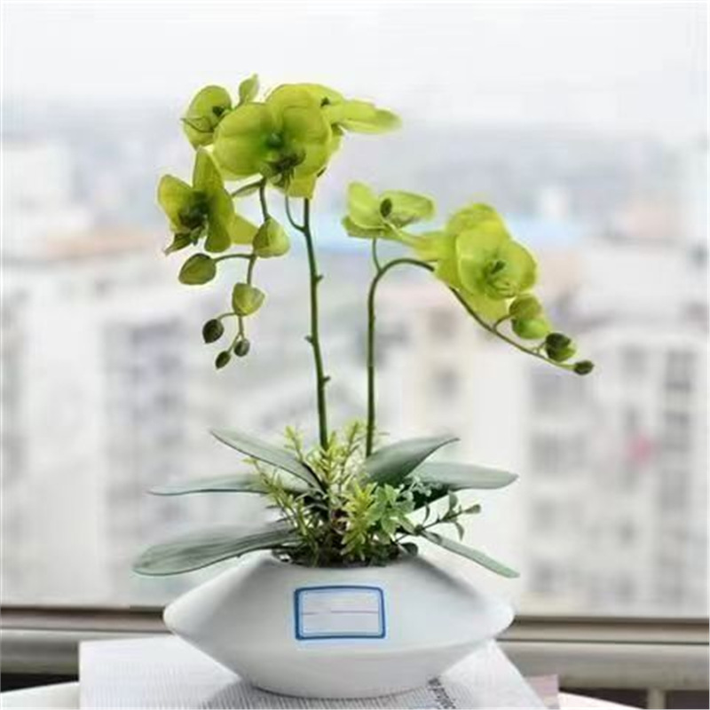 Orquídea de mariposa en las cuatro estaciones, balcón interior, oficina en maceta, flores verdes, fácil alimentación image 29