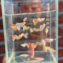 ���녿�ȸ�~��ĸС�͟Ꭷ�~�Pβ�~���N��ˮ���B�ͻ�̥���~��