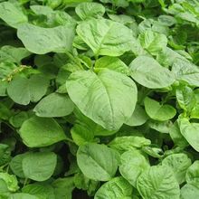 ׈A~{˷Nļ׷NŴײ˿߮aļ̨ͥԺ߲˷N