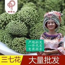 2025年三七花新花文山三七花2年3年4田七花茶农家云南文山田七花