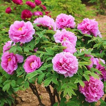 ĵذșͥԺ̨Ի^pľϘĵ