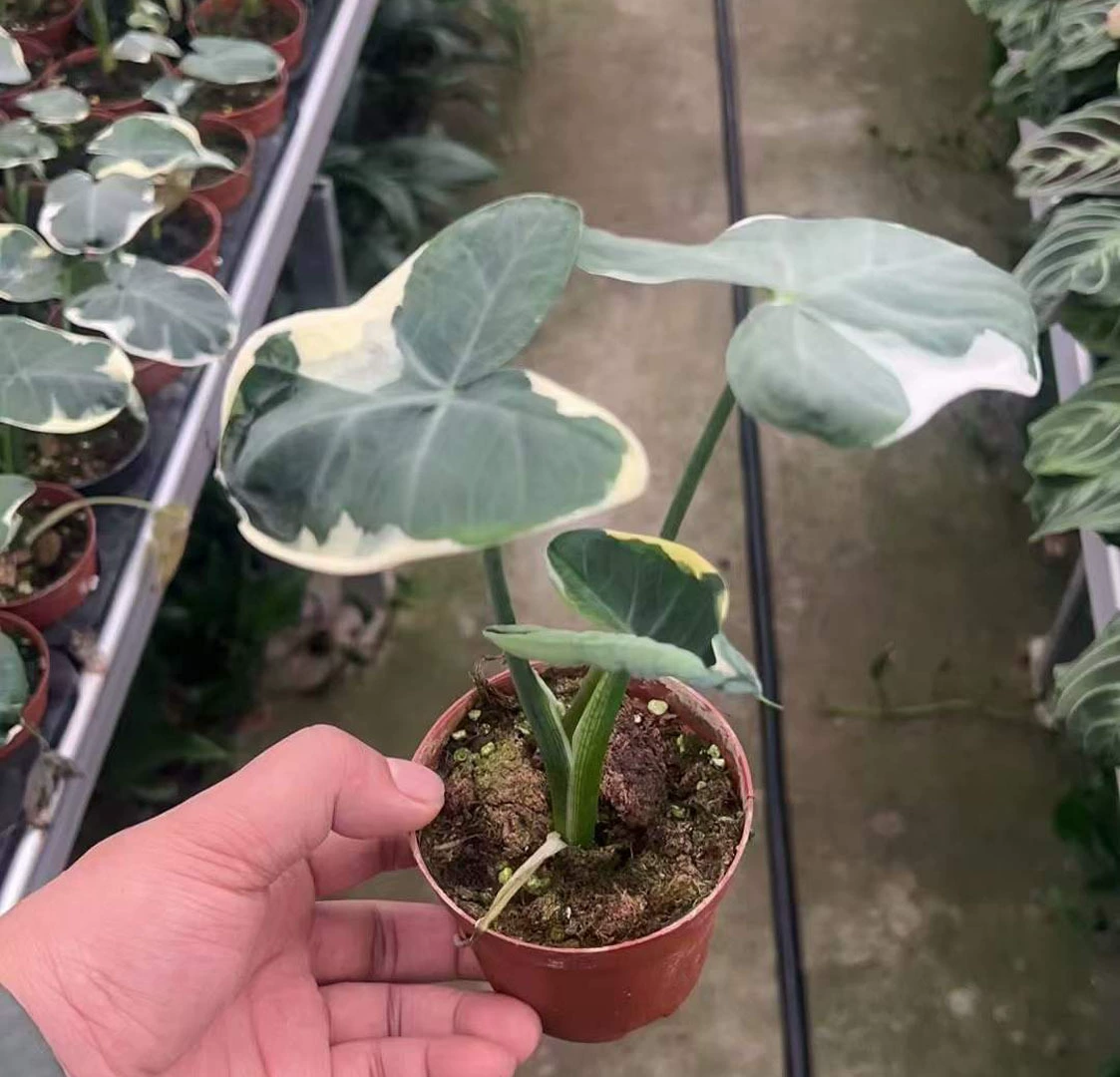 [Базовые прямые поставки] Чистая красная листва Растения Цветы Маленькие фруктовые растения Таро в горшке 90 Микки