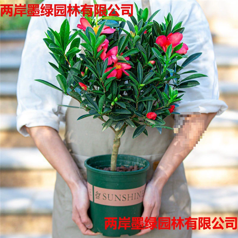 Четырехсезонная азалия, красная камелия, родственные привитые саженцы камелии, легко выращиваемые с бутонами, зеленые растения, цветы, двор, комнатные цветы