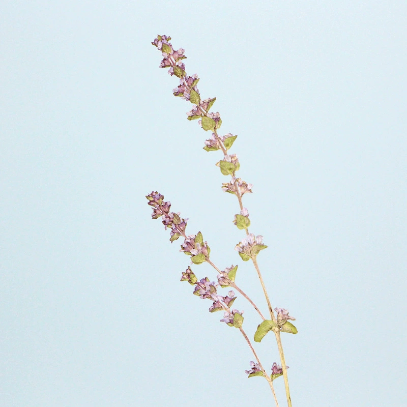 Тонкие листья Лаванда Сушеные цветы Прессованные цветы Настоящие листья Образец растений Закладка Лепесток Макияж Тисненая Настольная лампа Свеча Шелк