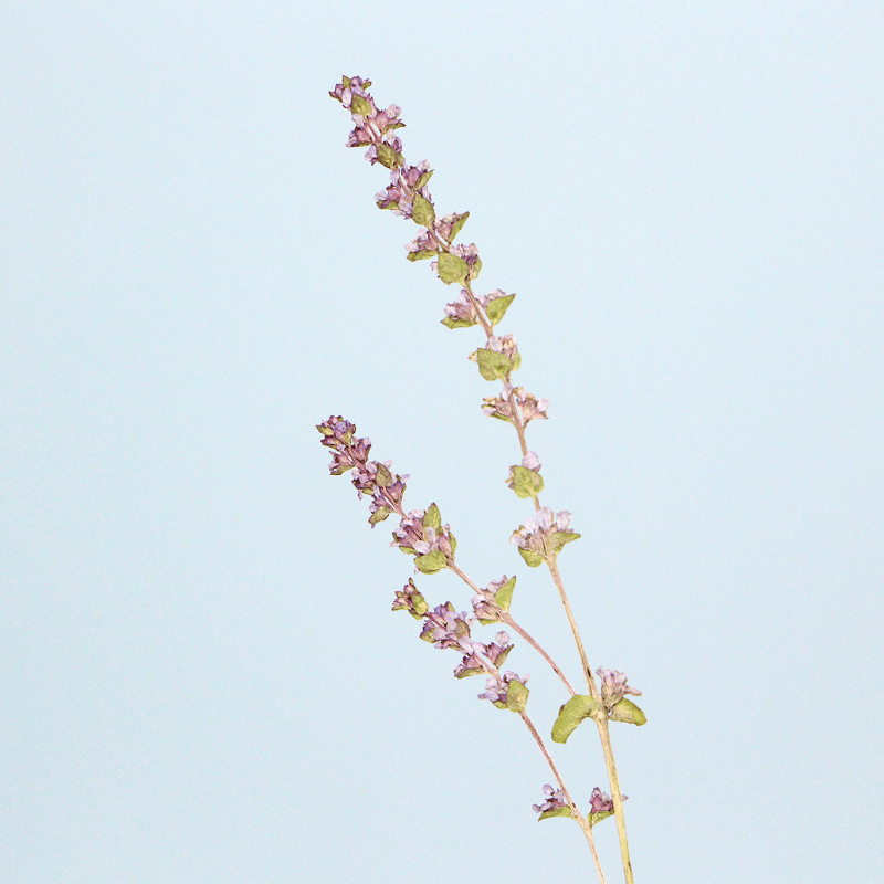 Fine Leaves Lavender Dried Flowers Squeeze Flowers Real Leaves Plant Specimen Bookmark Petal Makeup Embossed Table Lamp Candle Silk