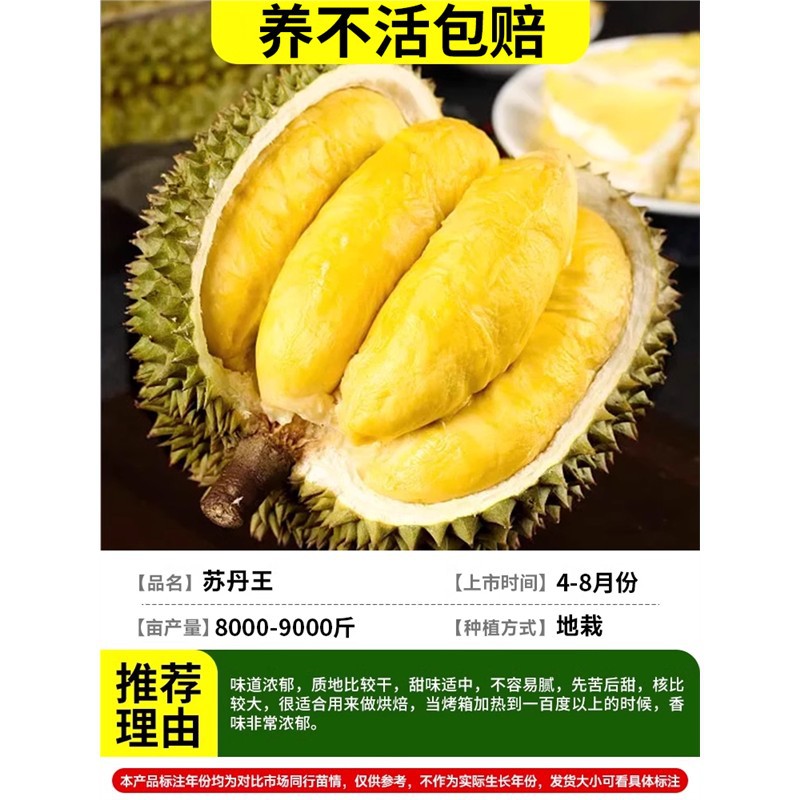 [잎이 있는 미세상품] (7년근 모종) 수단왕두리안/양시보상 +81cm(포함)-110cm(포함)