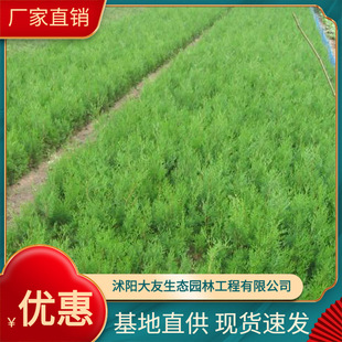 ����ֱ�N��uֲ��  �u�� ���� ���̾G��ֲ��