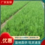 基地绿化植物工程桧柏