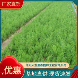 基地直销蜀桧植物  桧柏 刺松 工程绿化植物