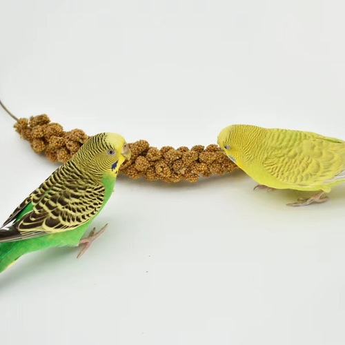 New goods, grain ears with shells, yellow millet, black phoenix and tiger skin feed, bird grain, civilian bird parrot, bird feed, hamster, squirrel grain