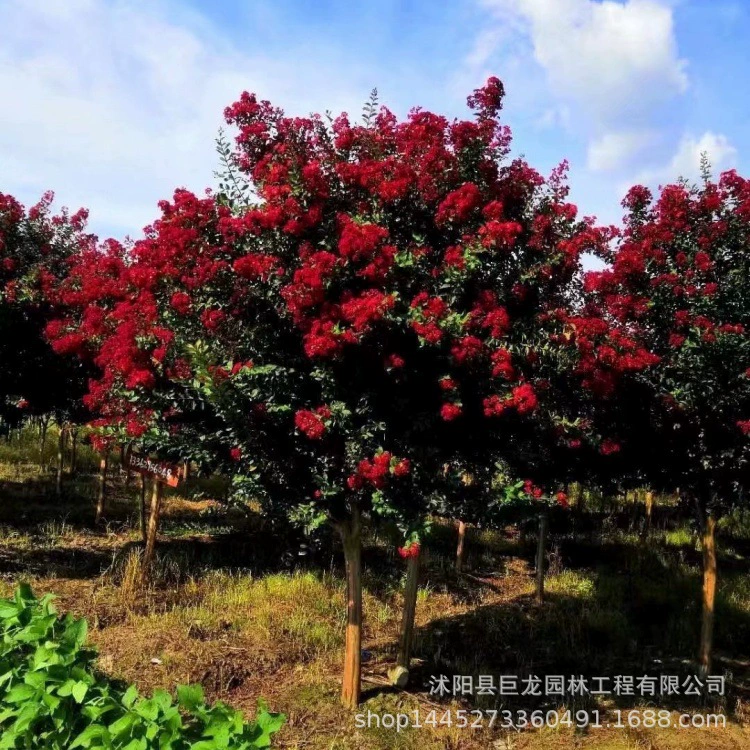 Рассада цветов, кустарники, саженцы красноквашной магнолии, магнолия крупноквашная, магнолия мелколистная, полный ассортимент и цены.